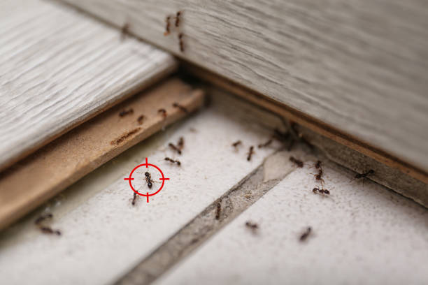 Trusted Moline Acres, MO Pest Control Experts