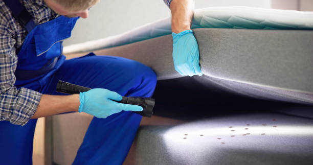 Wasp Removal Services in Moline Acres, MO