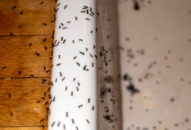 Best Best Pest Control Companies  in Line Acres, MO