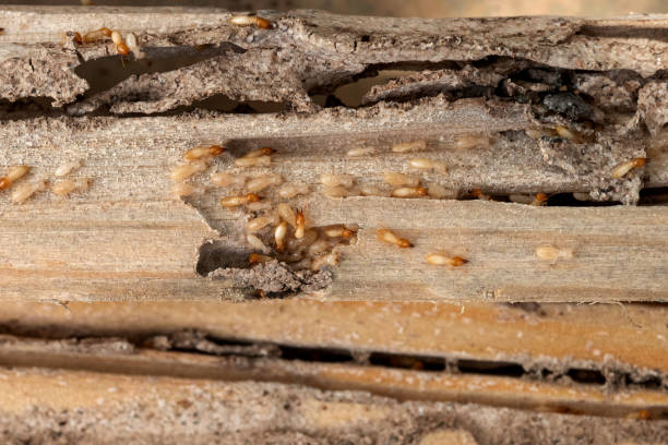 Best Pest Control Near Me  in Line Acres, MO