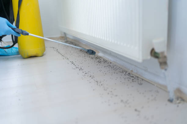 Best Ant Control Services  in Line Acres, MO
